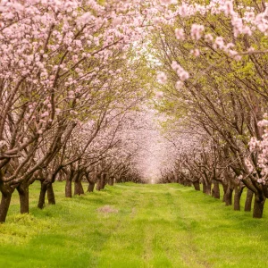 Agrolac® Floración